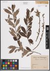 Foto von Salix cinerea L.